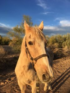 Whiskey Ranch-Horse | Equus Education
