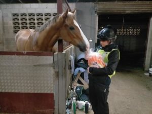 Profile On: Louise Dillon, Jockey | Equus Education