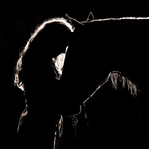 Profile On: Shelley Paulson, Equestrian Advertising & Editorial Photographer | Equus Education